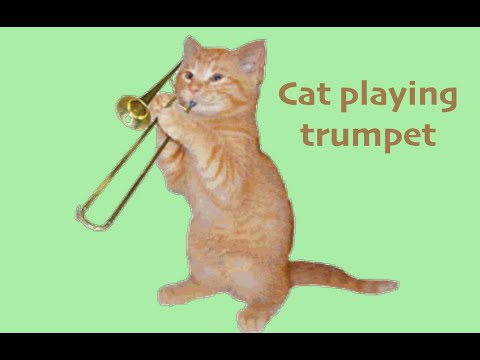 Cat playing trumpet - funny and cute!