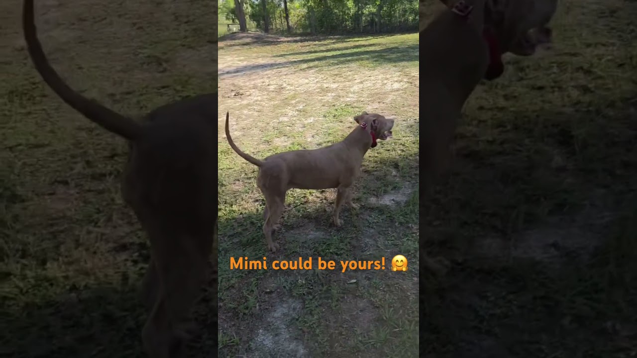 Enlarge MIMI, a ADOPTABLE mixed breed in Ft. Meyers, FL video 5/5