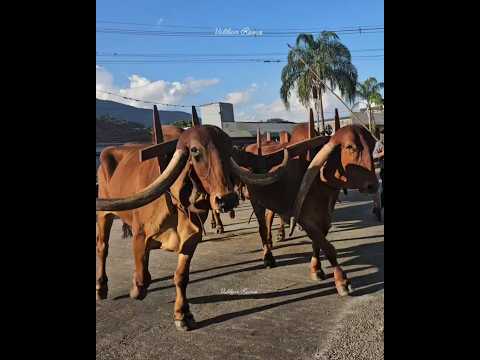 DIFÍCIL DE VER ! BOIS VERMELHOS DE CHIFRES ENORMES CHAMAM ATENÇÃO(CONGONHAL MG)
