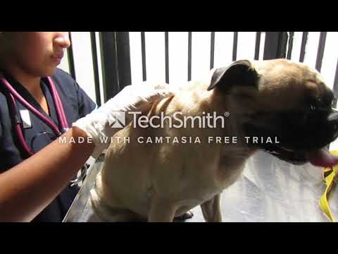 Examen clínico en caninos - Zulma Catherinne Hernandez Bahamón