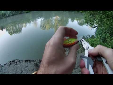 Pesca al Siluro a spinning da riva