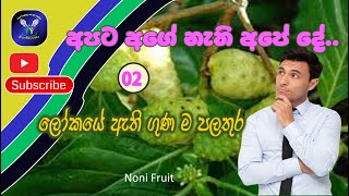 Download lagu ahu  | අහු | Noni Fruit |Mannanatti| Morinda citrifolia mp3