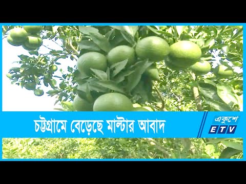 চট্টগ্রামে বেড়েছে মাল্টার আবাদ
