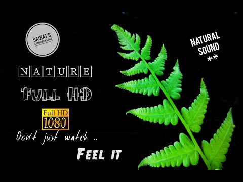 প্রকৃতিকে অনুভব করুন | Feel the nature | cinematic | Full HD | Saikat's Cameragraphy
