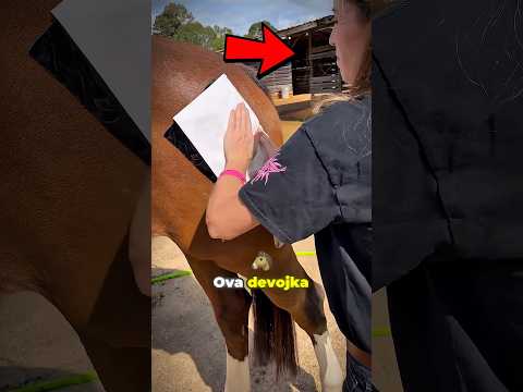 Ova devojka farba svog konja 😱 #shorts #fyp #vidiovo