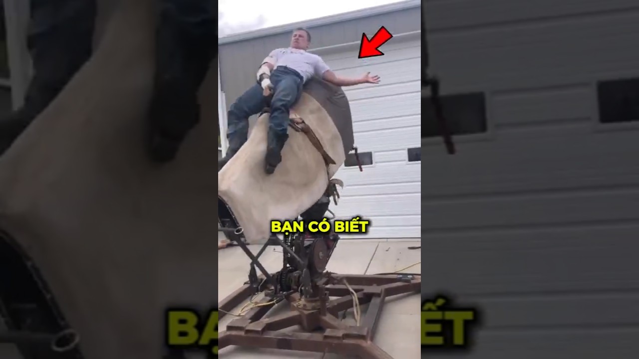 Bí mật phía sau môn rodeo điên cuồng