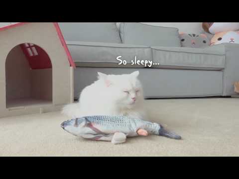 Do Cats really Like Fish?