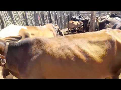 Feira de gado no gavião de juru pb 