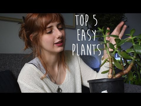, title : 'My Top 5 Indoor Plants that you probably WON'T Kill