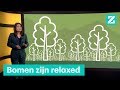 Een biljoen bomen planten: kan dat lukken? • Z zoekt uit