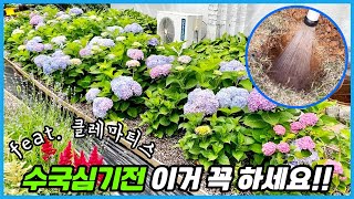 앞으로 수국과 클레마티스는 이렇게 심으세요 ※사람 정원 아님 주의※