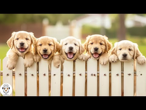 Música para Relajar Perros 💖 Música Relajante para Tus Mascotas Bebés, Música para Dormir