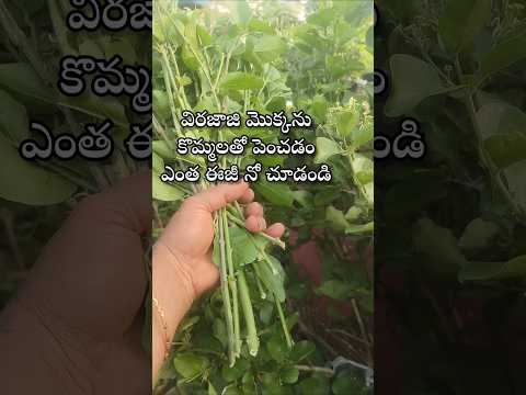 Easy to grow virajaji plant from cuttings #youtubeshorts #shorts #shortvideo