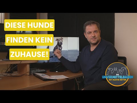 Die Unvermittelbaren mit Martin Rütter - Die neuen Hunde