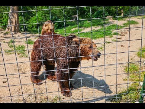 Top 10 BlogDeCalatorii - Rezervatia de ursi LiBEARty de la Zarnesti
