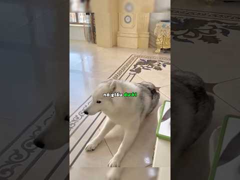 Chú chó dễ thương này thông minh hơn bạn tưởng 🥰