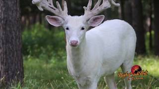 Huge Whitetail Bucks In Velvet at Apple Creek Whitetails Hunting Ranch - The place of Trophies!