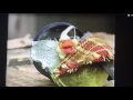 Sesame Street Episode 3474 Ending
