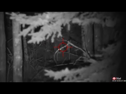Spooky Coyote Hunt in the Woods at Night - ATN X-Sight 4K Pro