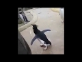 Jumpstyle Pinguin