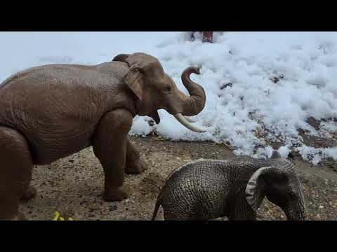 The wild animal Story Part 3