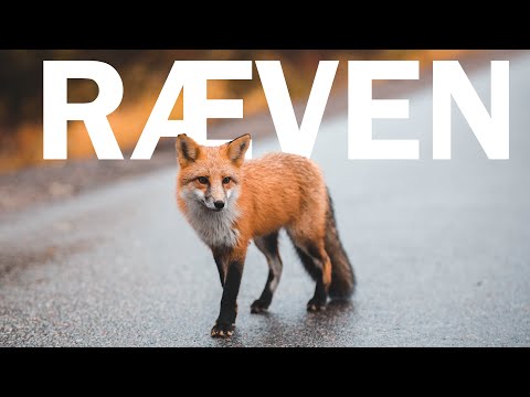 Ræven i Danmark // Danske dyr / Naturformidling, dansk naturfilm