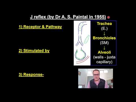 J - Reflex and its role in Regulating of Respiration