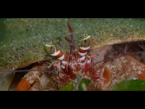 25 Hermit Crab C - scuba diving video