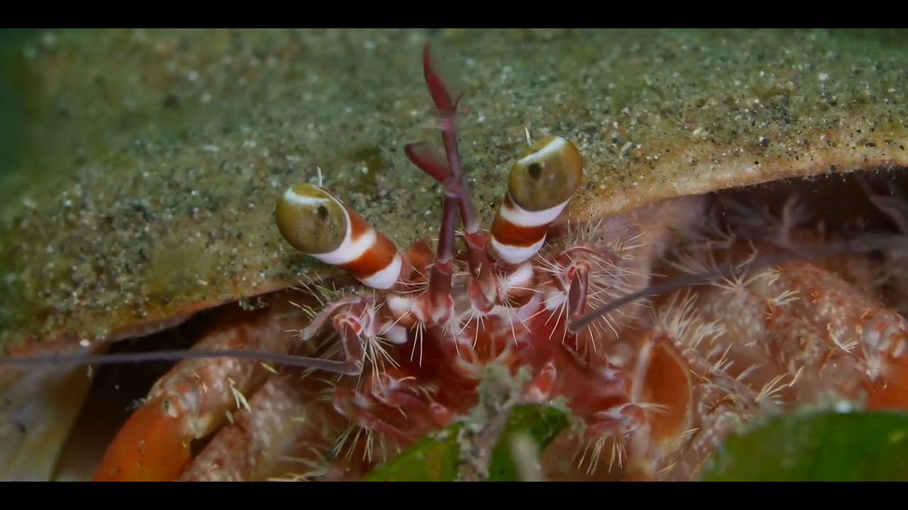 Third of 3 Tropical Pacific Crab videos, genus and species.