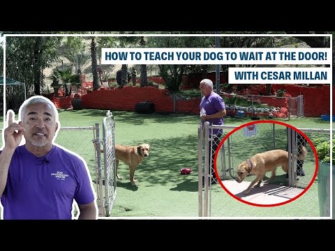 HOW TO TRAIN YOUR DOG TO "STAY" | DOG TIPS #3