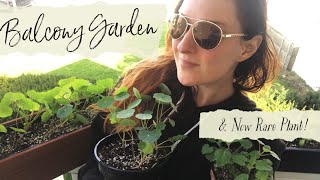 Container Garden Update & Rare Plant Unboxing!