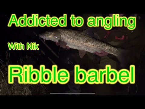 River ribble barbel