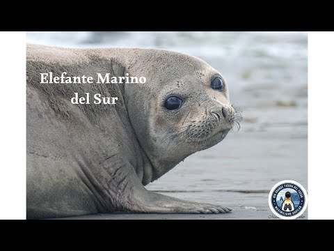 Elefante Marino del Sur, Rio Grande, Tierra del Fuego.