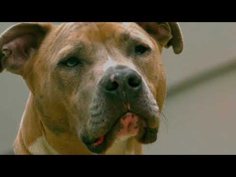 Barkhouse Inspiration