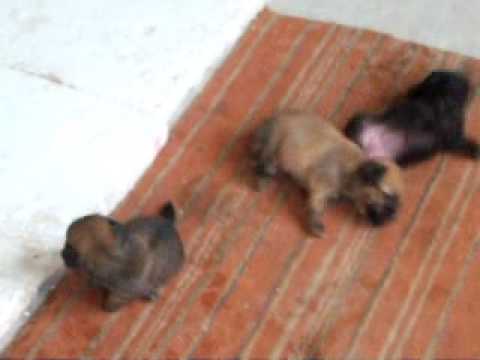 lucha de perros baby