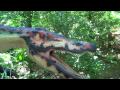 Detroit Zoo Part 2