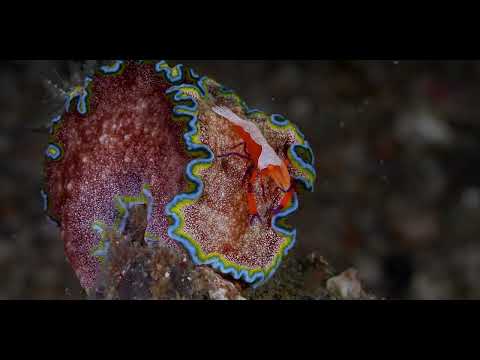 Bali Shrimp, Squat Lobsters and Arthropods Part 3 - scuba diving video