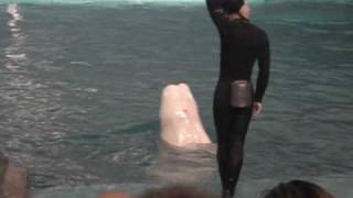 preview picture of video '海洋動物館.avi'