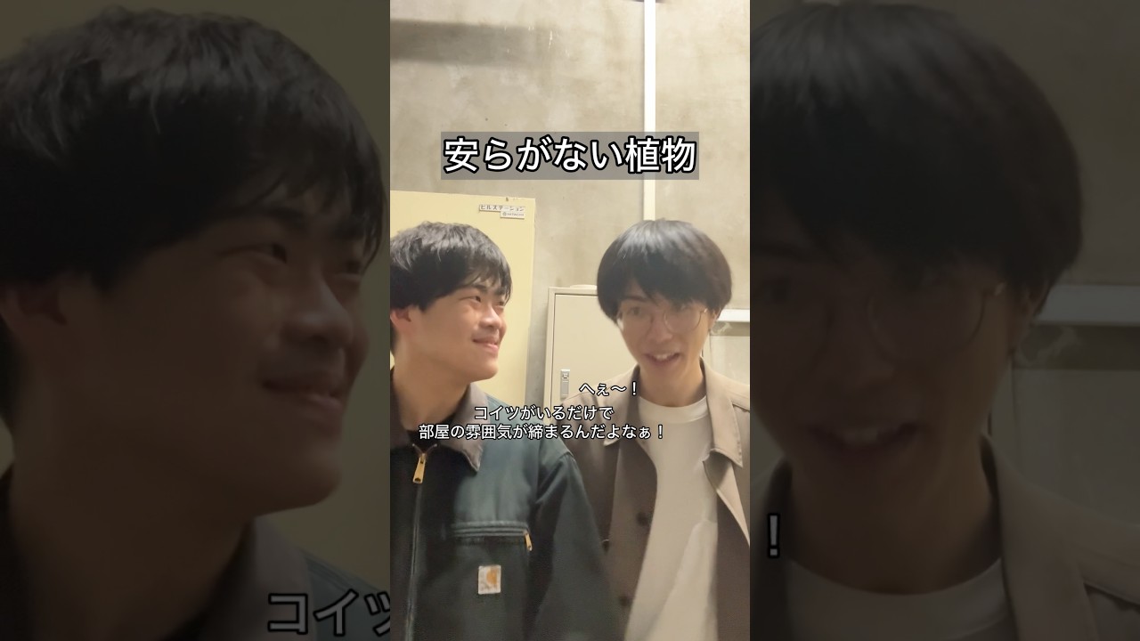 「安らがない植物」#コント #お笑い #ヴェルナー #ヴェルナーのおショート #shorts #あるある #植物 #インテリア #先輩 #上司 #観葉植物 #優しさ #m1 #koc #漫才 #友達