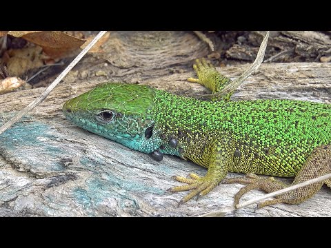 Bird Watching,Hungary,Easy Birding,Part 1,Surroundings of Farm Lator,Sally