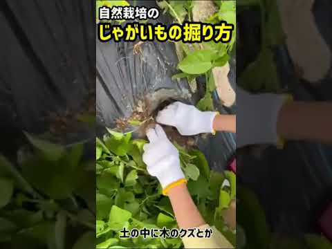 冬にジャガイモを栽培できますか？どのような条件でどのように栽培するのですか？