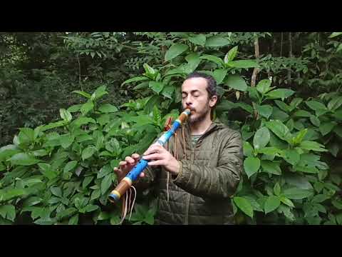 Flauta Nativa Ashar NAF Libélula F