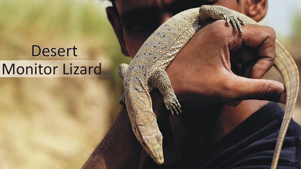 Monitor lizard bite myths vs reality Pakistan