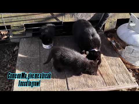 New Kittens to the clowder