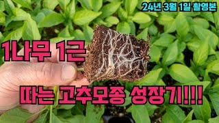 1나무 1근 이상 따는 고추 모종 잘 기르는 방법!! 고추 농사 잘짓는법!!