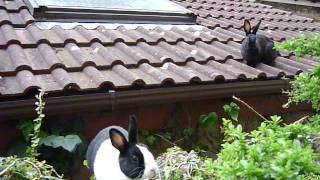 Rabbits On The Roof Part 2