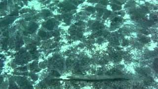 preview picture of video 'Bluespotted cornetfish, Fistularia commersonii, in Aegean sea, Rhodes island, Kiotari, june 2010.'