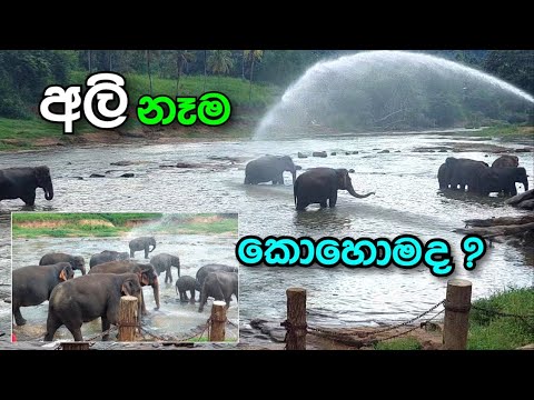 pinnawala elephant orphanage | පින්නවල | pinnawala elephant orphanage in sri lanka