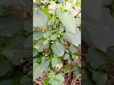 makoy ka paudha Kaisa Hota Hai pet ke fayde ke liye