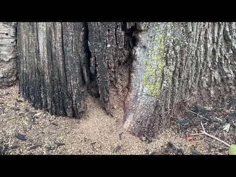 Tree Torn Apart by Carpenter Ants in Hopewell, NJ